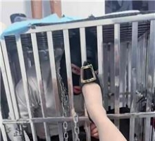 【调教视频】【淘淘】关狗笼犬化场 JS260313-22